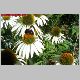echinacea purpurea alba.jpg